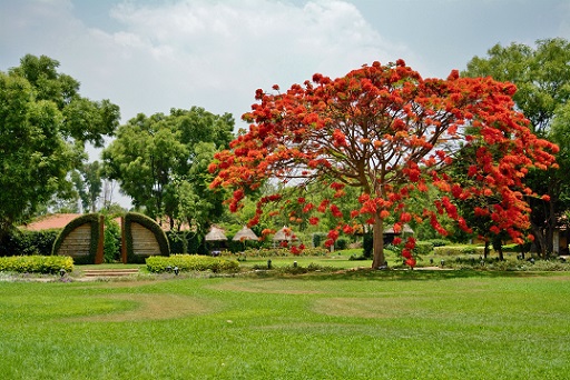 INTEGRATED SHUDHA - DETOXIFICATION-Image9