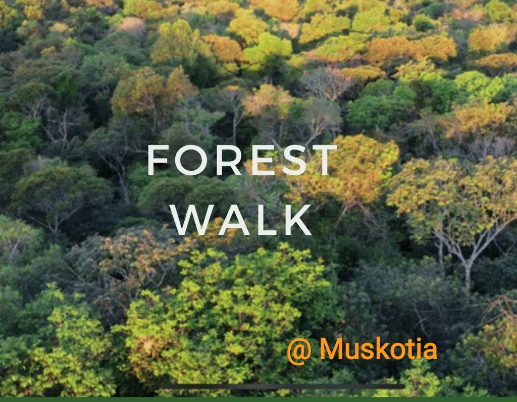 Muskotia Wellness-Image6