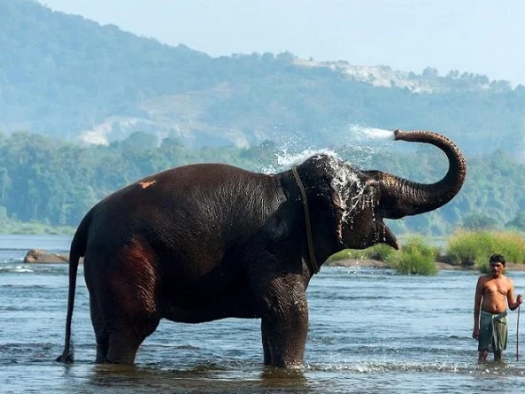Elephant Pass Ayurveda & Yoga Retreat-Image9