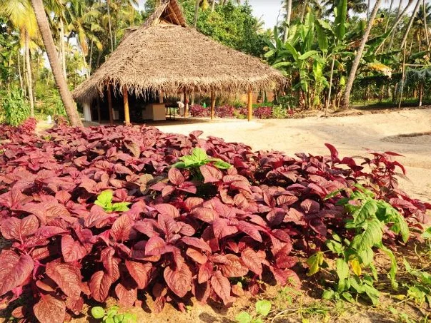 Marari Beach Resort-View-5