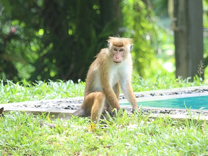 Plantation Villa-Image22