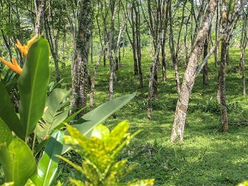Plantation Villa-Image32