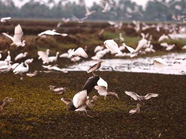 Coconut Lagoon-Image6