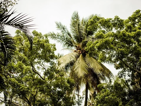 Thaulle Resort-Image33