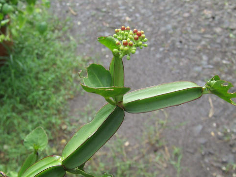 Health Benefits of the Asthi Shrunkala or Bone setter