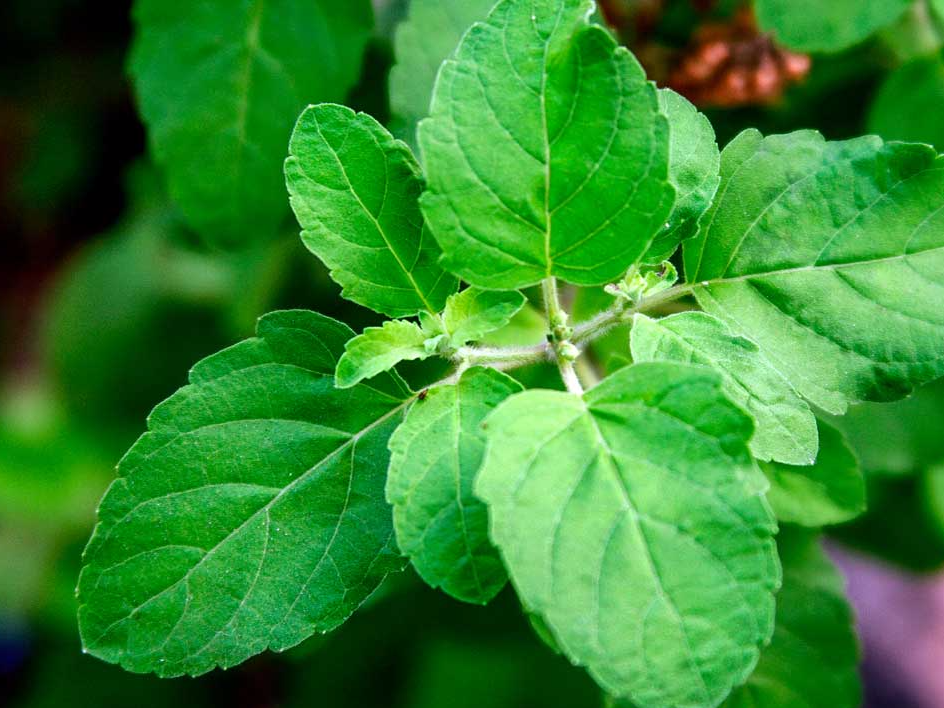 14 amazing benefits of Tulsi
